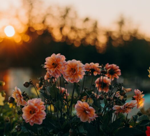 Dahlior i solnedgången med suddig bakgrund av träd.
