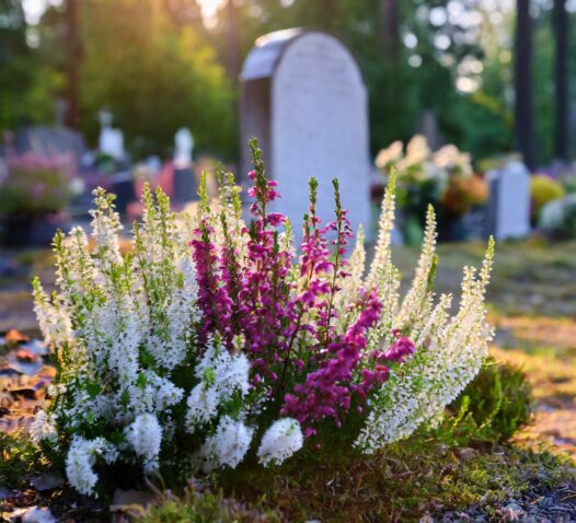 Färgglada blommor planterade framför en gravsten vid solnedgången.