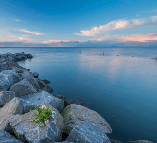 Stenar vid havet i solnedgången med rosa blommor i förgrunden.