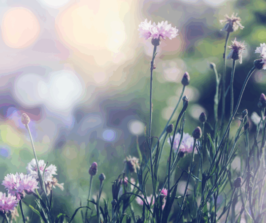 Vilda blommor växer i en somrig äng med oskarp bakgrund.