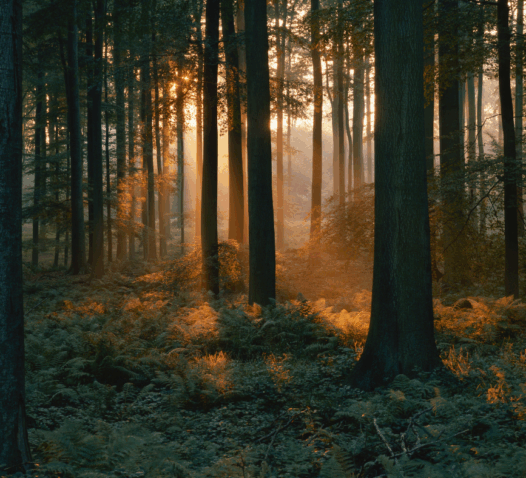 Solens strålar lyser genom en tät skog, vilket skapar ett gyllene sken bland träden.